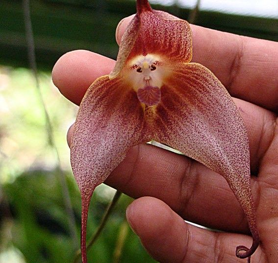 15.Dracula_simia,_the_Monkey_Face_Orchid_(10957423336).jpg