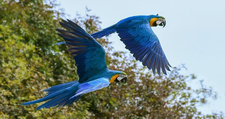 494.-Amazonas-2-aves-guacamayos.jpg