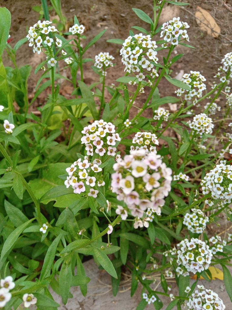 230.-20220423_124102_HDR.jpg