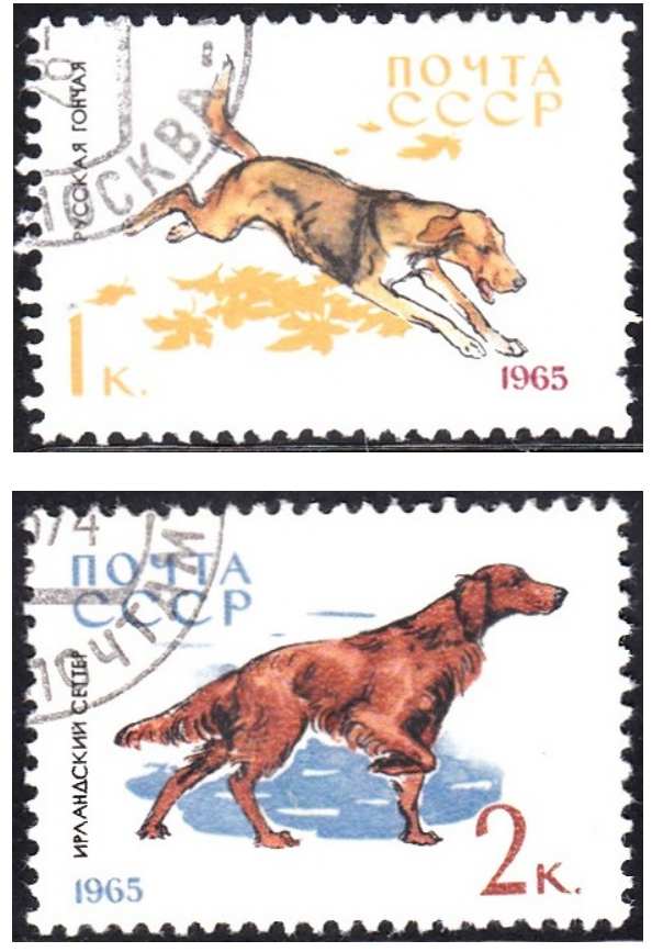 306.-Dogs-Rusia.png