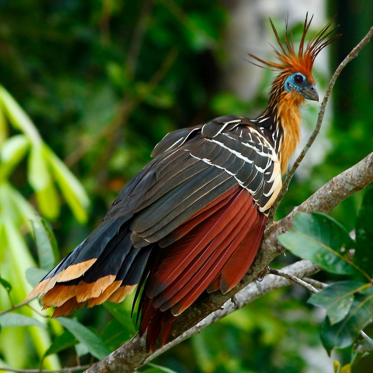 494.-Amazonas-2-aves.jpg