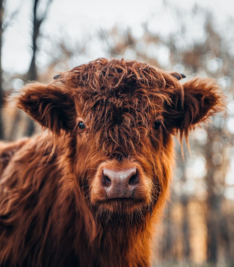 Highland Cattle.jpg