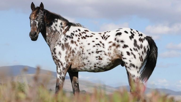 17-bizarre-appaloosa-horse-facts-youtube-thumbnail-d11a4070d969579d8b4227162a3ce1ed.jpg