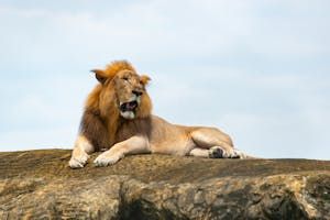 free-photo-of-pompous-lion-lying-on-rock.jpeg