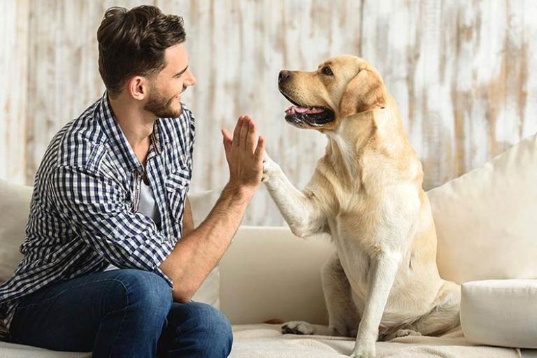 Yellow-Lab-High-Five-768x512.jpg