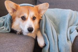 free-photo-of-dog-lying-under-blanket-on-sofa.jpeg