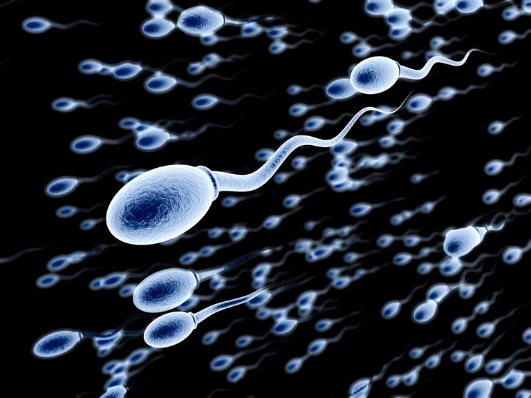 10-sperm-cell-istockjpg.jpg