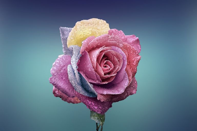 rose-729509_1280.jpg