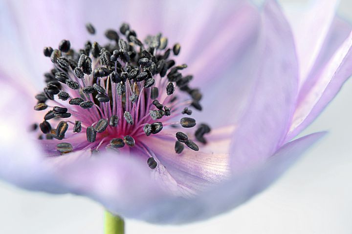 anemone-179006__480.jpg