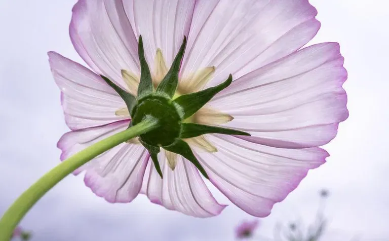 cosmos-flower-1707295__480.webp