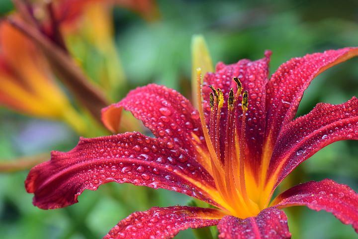 daylily-3495722__480.jpg