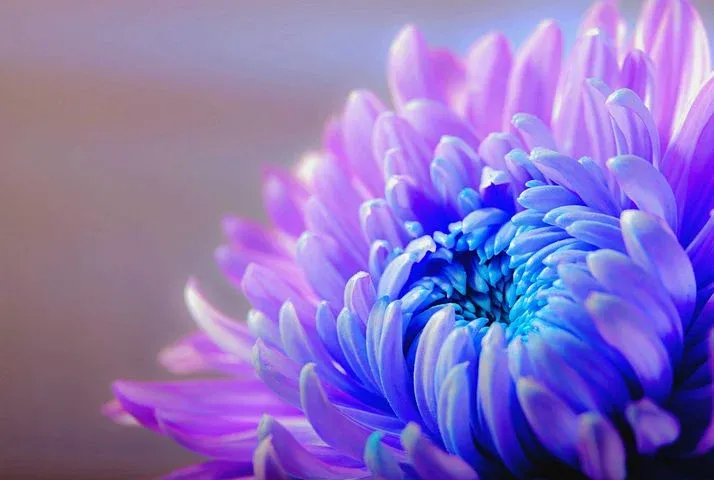 chrysanthemum-1332994__480.webp