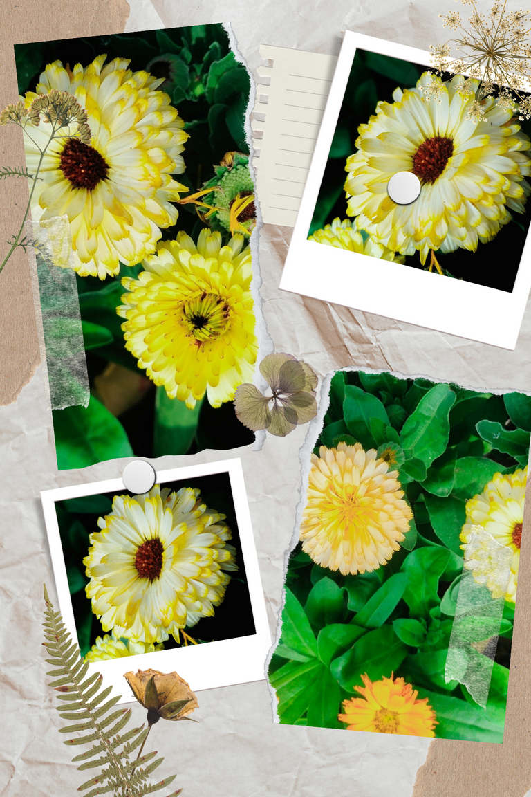 Brown Gray Green Creative Floral Beautiful Love Photo Collage_20241108_190444_0000.png