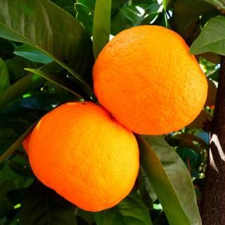 orange-tree-care-320x320.jpg