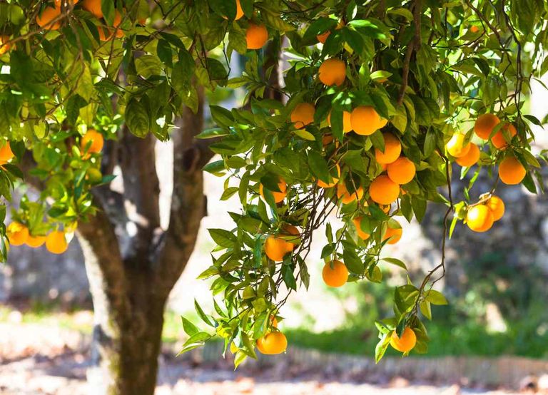 orange-tree.jpg