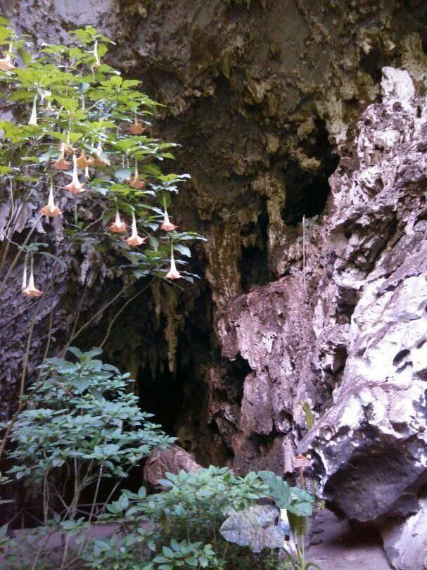 Cueva del guacharo.jpg