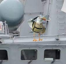 russian seagull.jpeg