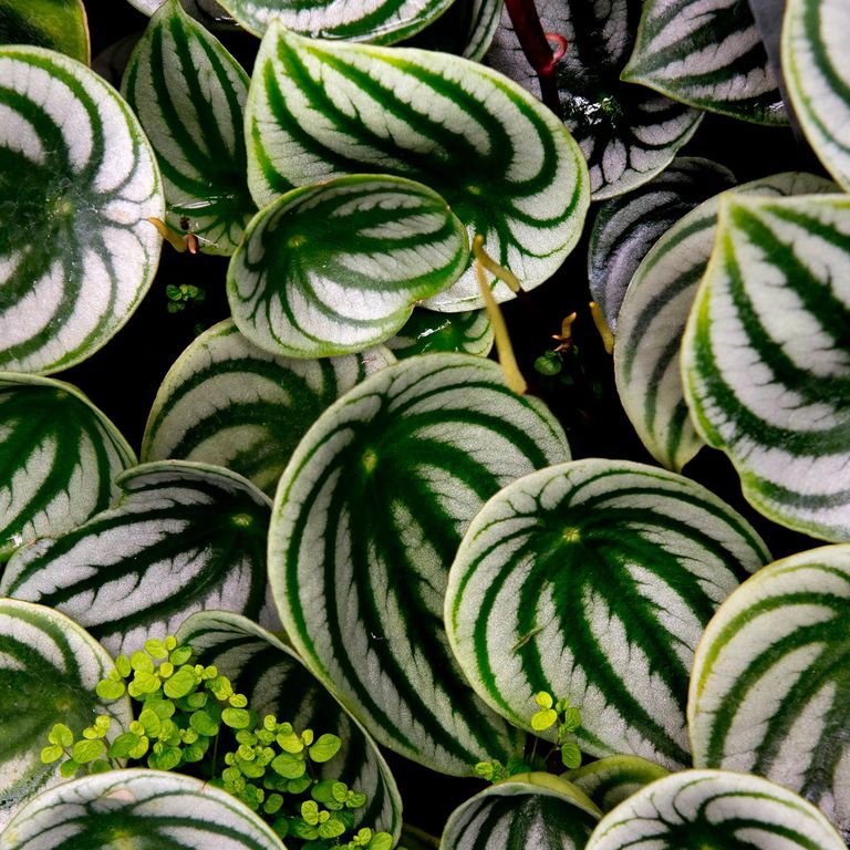 Peperomia-GettyImages-1284875805.jpg