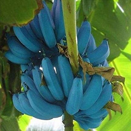 hb-blue-java-bananas-1556309212.jpg