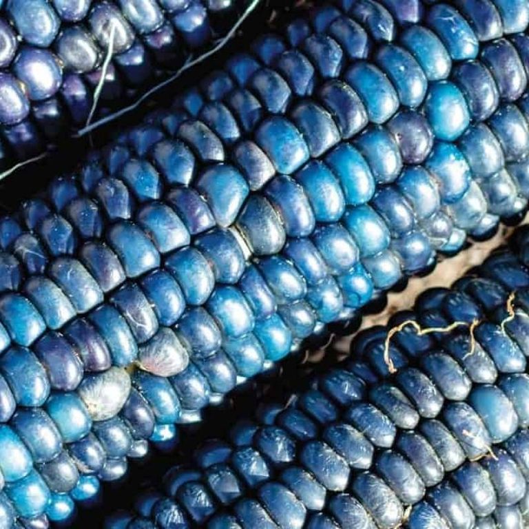 Naturally-Blue-Foods-Blue-Corn.jpg