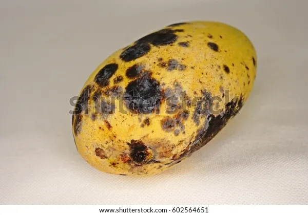 mango-fruit-disease-caused-by-600w-602564651.webp