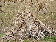 Wheat_sheaves_near_King's_Somborne_-_geograph.org.uk_-_889992.jpg