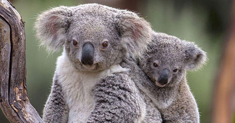 koala-with-joey.jpg