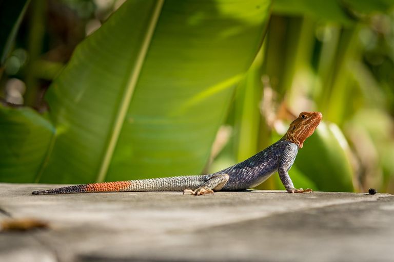 agama-g0b0527907_1920.jpg