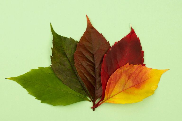 flat-lay-colored-autumn-leaves_23-2148769162.jpg