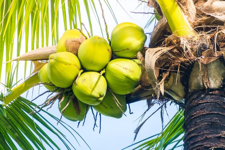 coconut-fruit_1203-2412.jpg