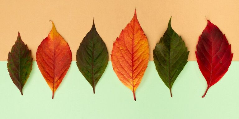 top-view-assortment-colored-autumn-leaves_23-2148769166.jpg