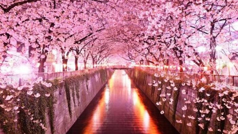 Cherry-BLossoms-1280x720.jpg