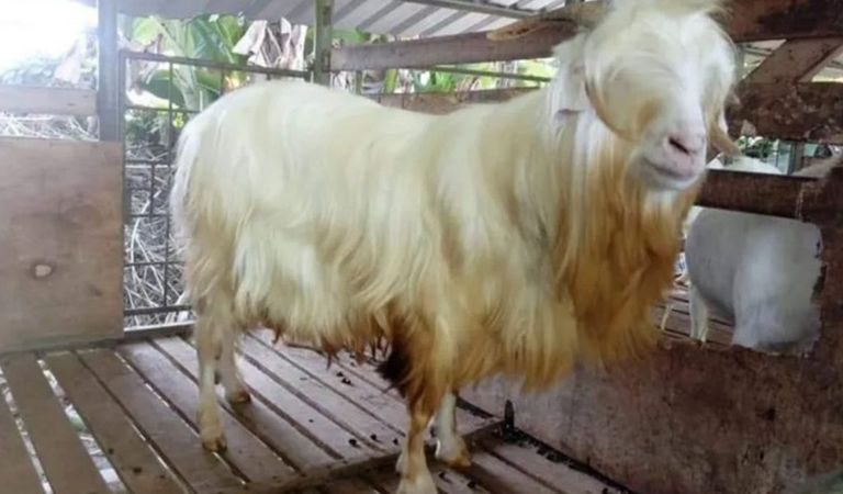 kambing-gembrong.jpg