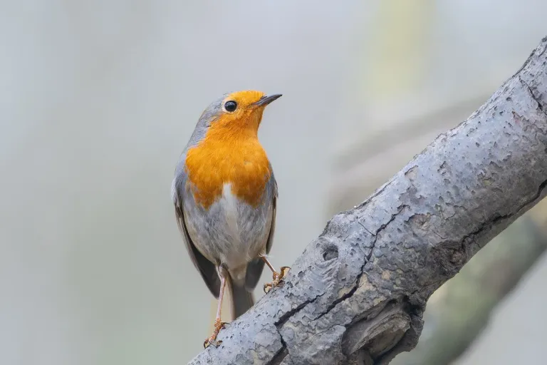 robin-8588400_1280.webp