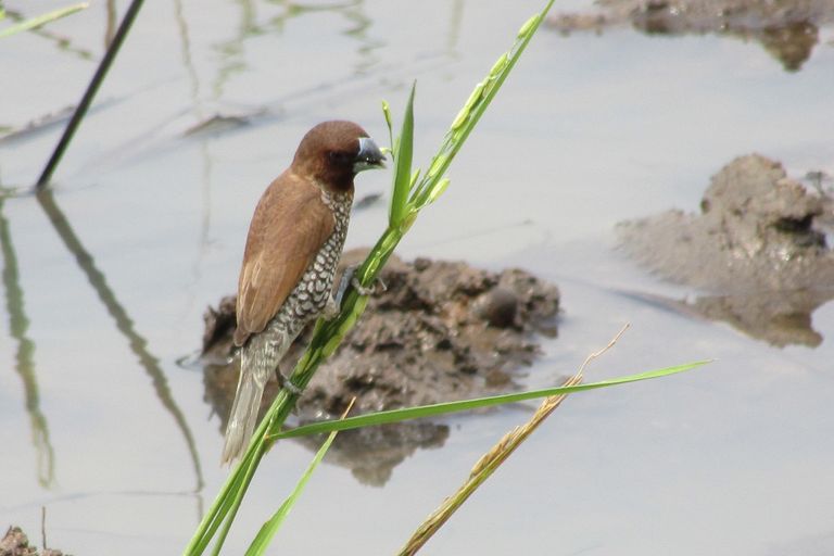 munia.jpg