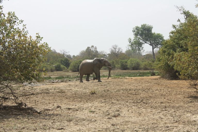 Ghana 2011 1722.JPG