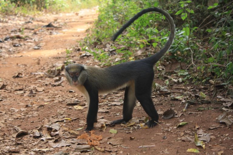 Ghana 2011 1504.JPG