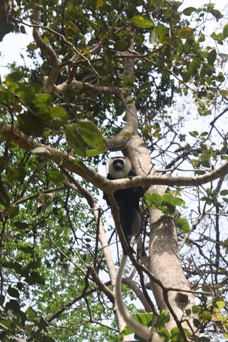 Ghana 2011 1526.JPG