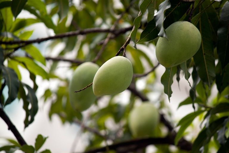 mango-tree-164973_1280.jpg