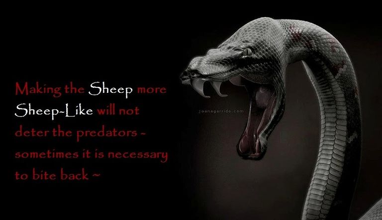 predators and sheep.jpg