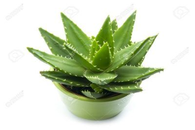 Aloe-vera-benefits-e1548183887544.jpg