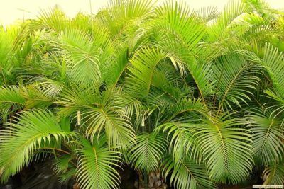 Areca-palm-e1548183720582.jpg