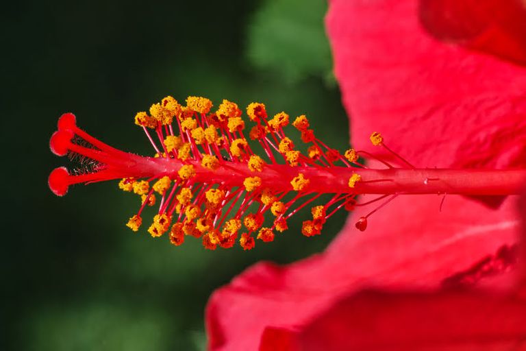 Hibiscus_rosa-sinensis_'Brilliant'_stigmas_and_stamens_in_private_Austrian_garden_on_2014-09-20.png