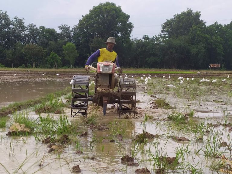 menanam padi di sawah.jpg