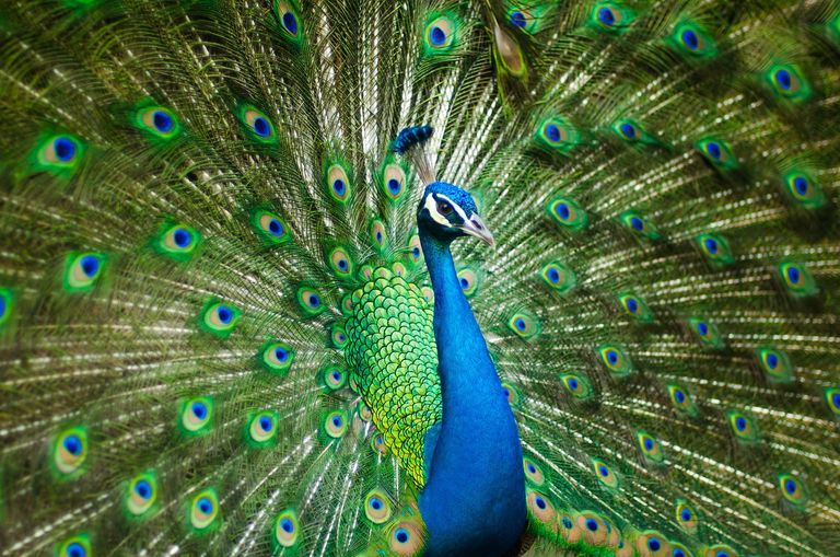 peafowl-2363750_1280.jpg