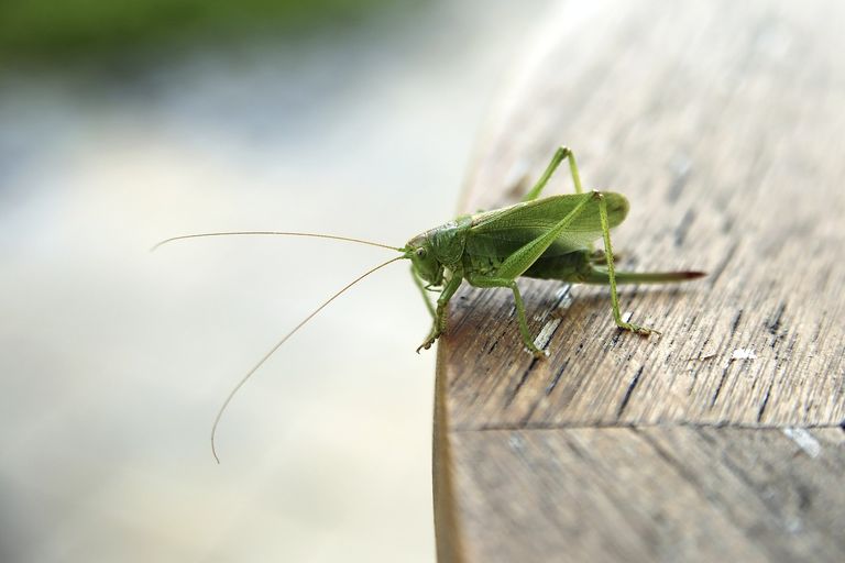 grasshopper-8772856_1280.jpg