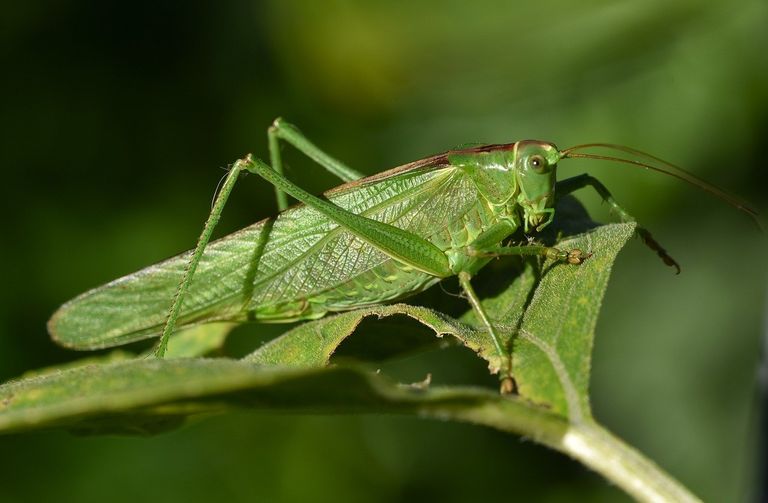 grasshopper-8924594_1280.jpg