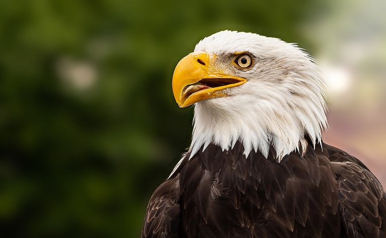 bald-eagle-5657154_1280.jpg