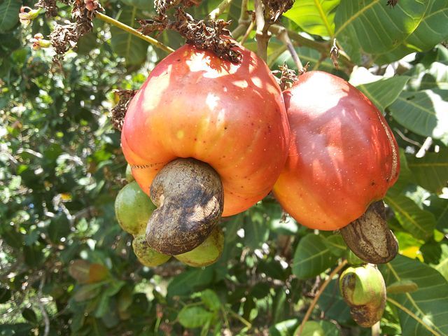 cashew-351766__480.jpg