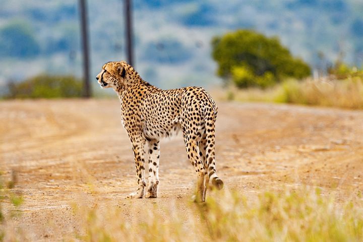 cheetah-5689870__480.jpg